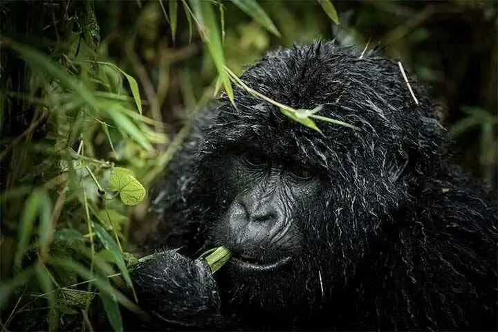 Gorilla Photo after rain